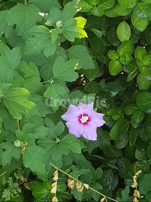 plant,식물,나팔꽃,flower,꽃