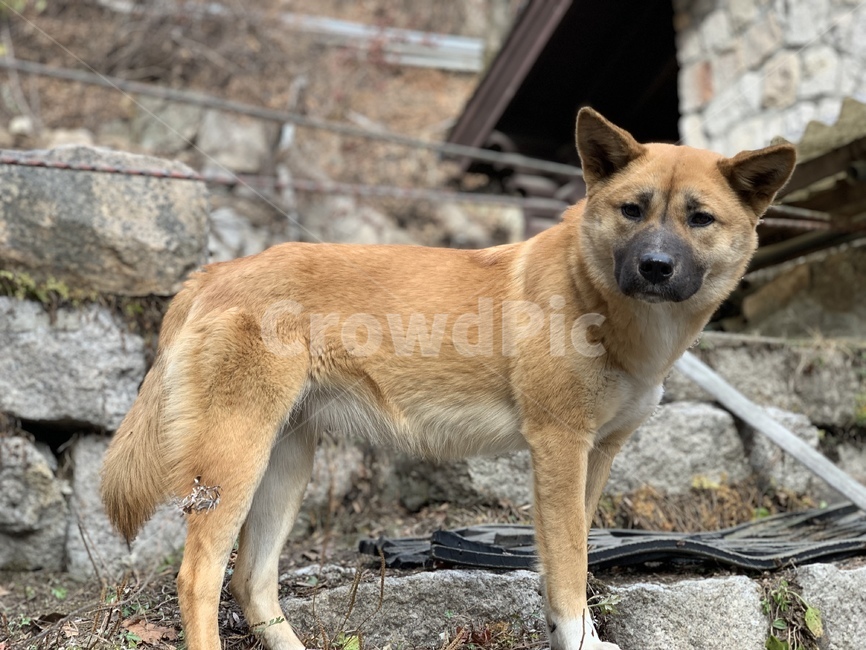 강아지,동물,animal,dog,황구,동물,animal,포유류,mammal,개,강아지,dog,doggy