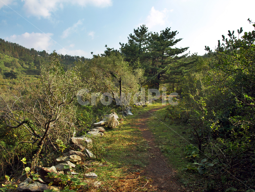자귀나무숲길,숲길,올레9코스,올레길,서귀포시,제주,자연,자연,풍경,nature,landscape,ground,바닥,tree,나무,plant,식물,fir,전나무,gravel,자갈,dirt road,흙길,road,도로