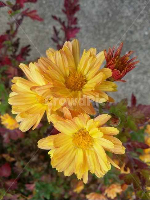 꽃,flower,식물,plant,자연,꽃잎,식물,자연,plants,nature,꽃,flower