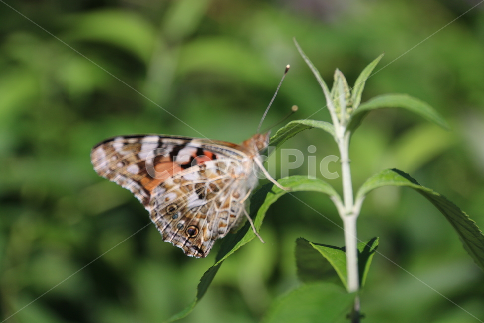 나비,자연,곤충,insect,식물,butterfly,풀,꽃,동물