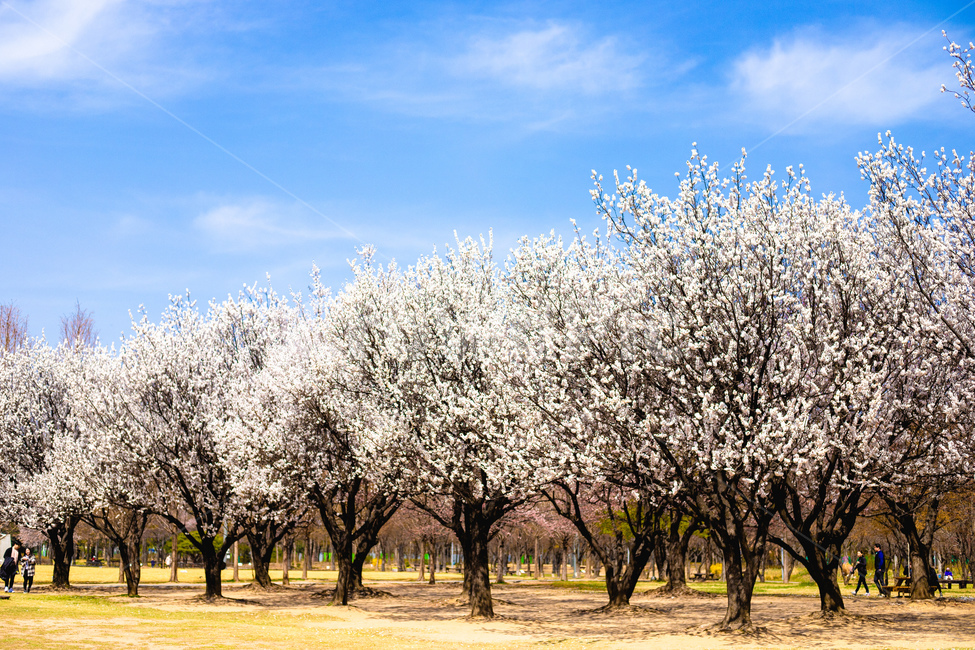 벚꽃,꽃놀이,서울숲,소풍,꽃,봄,계절,spring,season,자연,풍경,nature,landscape,plant,식물