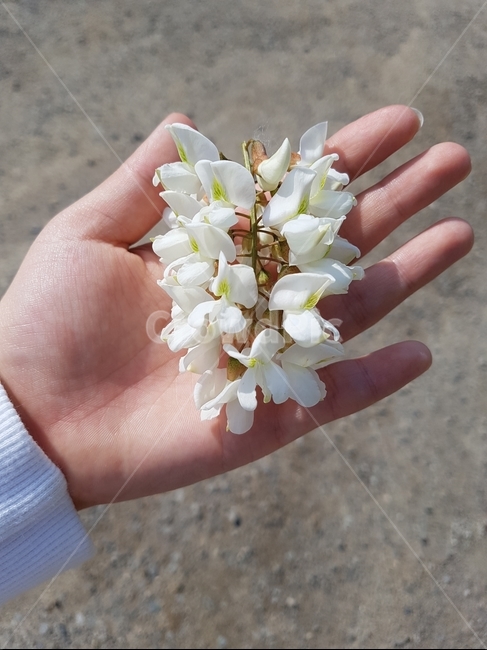 아카시아,아카시아꽃,shittahtree,식물,속씨식물