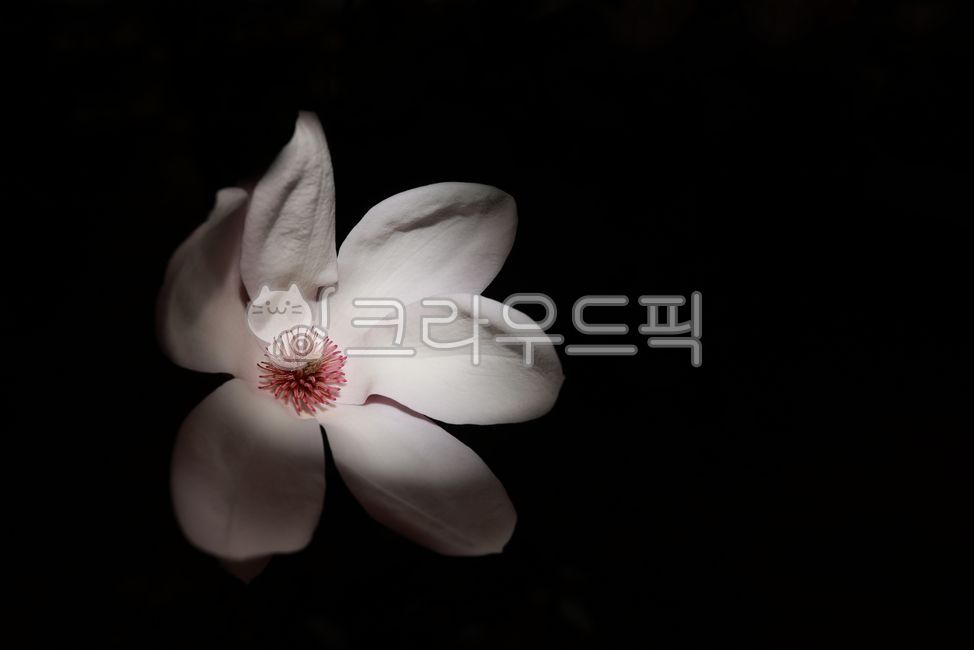 꽃,꽃잎,목련,검은배경,감성