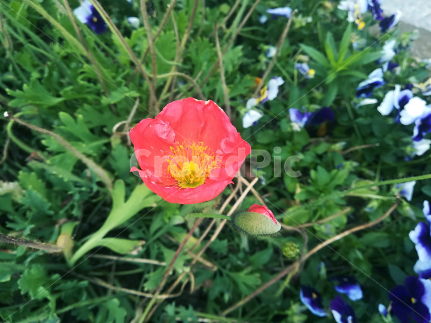 개양귀비,꽃,식물,붉은꽃,flower