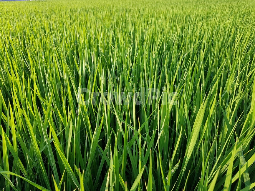 plant,식물,vegetation,초목,field,들,풀,벼,식물,자연,plants,nature,농업,농사,agriculture,farming,farming industry