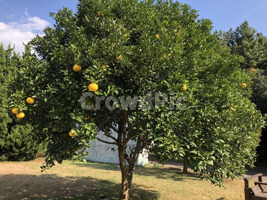 plant,귤,제주,자연,배경화면,과일,식물,나무,햇빛,과일,열매,fruit