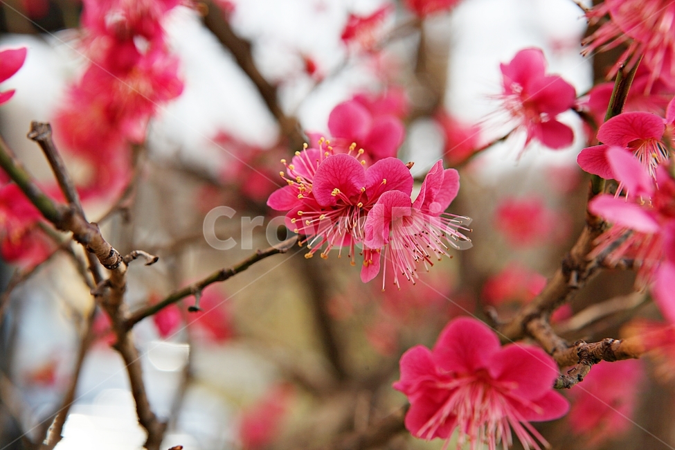 홍매화,매화,매화꽃,꽃,봄꽃,꽃잎,식물,자연,공원,봄,식물,자연,plants,nature,꽃,flower