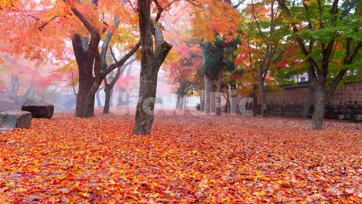 가을,낙엽,나무,한국,선운사,가을,계절,fall,autumn,season,자연,풍경,nature,landscape,plant,식물,leaf,잎,tree,maple,단풍