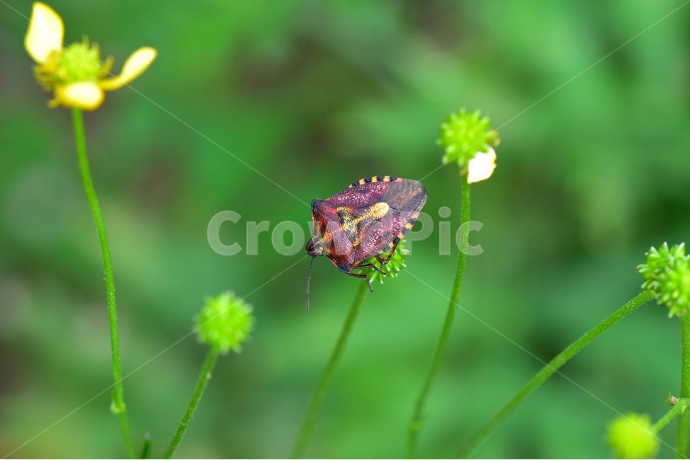 알락수염노린재,미나리아재비,곤충,자연,생태,insect,butter,노린재,동물,animal,곤충,벌레,insect,bug