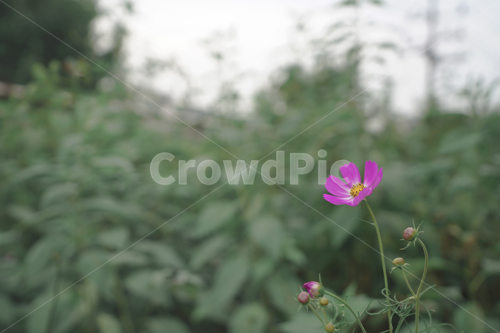 flower,꽃,plant,식물,코스모스,생물,생명,자연,색감,컬러,식물,자연,plants,nature,꽃,flower