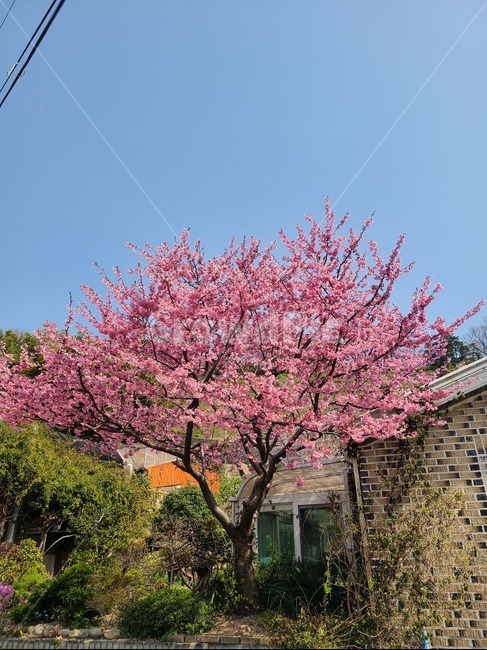 벚꽃,분홍,봄,flower,꽃