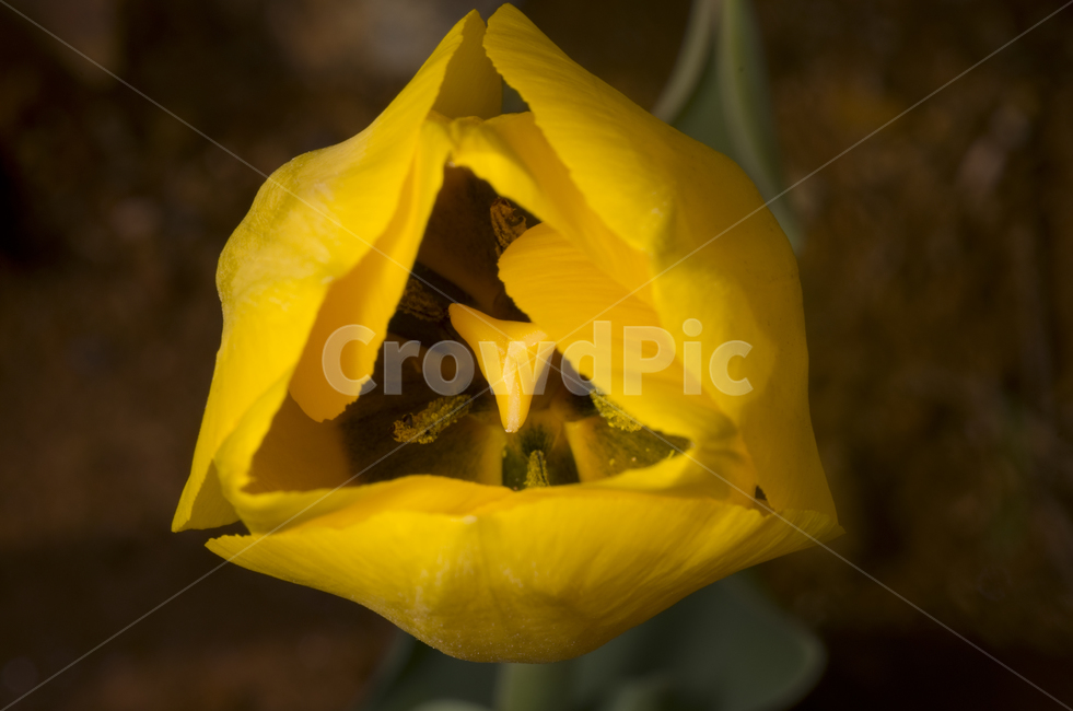 꽃술,꽃,튜울립,튤립,tulip,봄꽃,노랑꽃,노란꽃,노란튤립