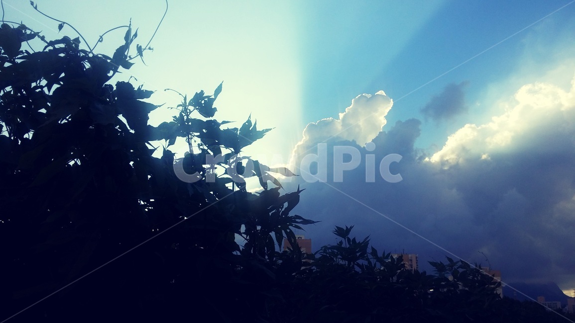 구름,빛,나무,감성,cloud,light,tree,emotional,자연,풍경,nature,landscape,sunlight,햇빛,outdoors,옥외
