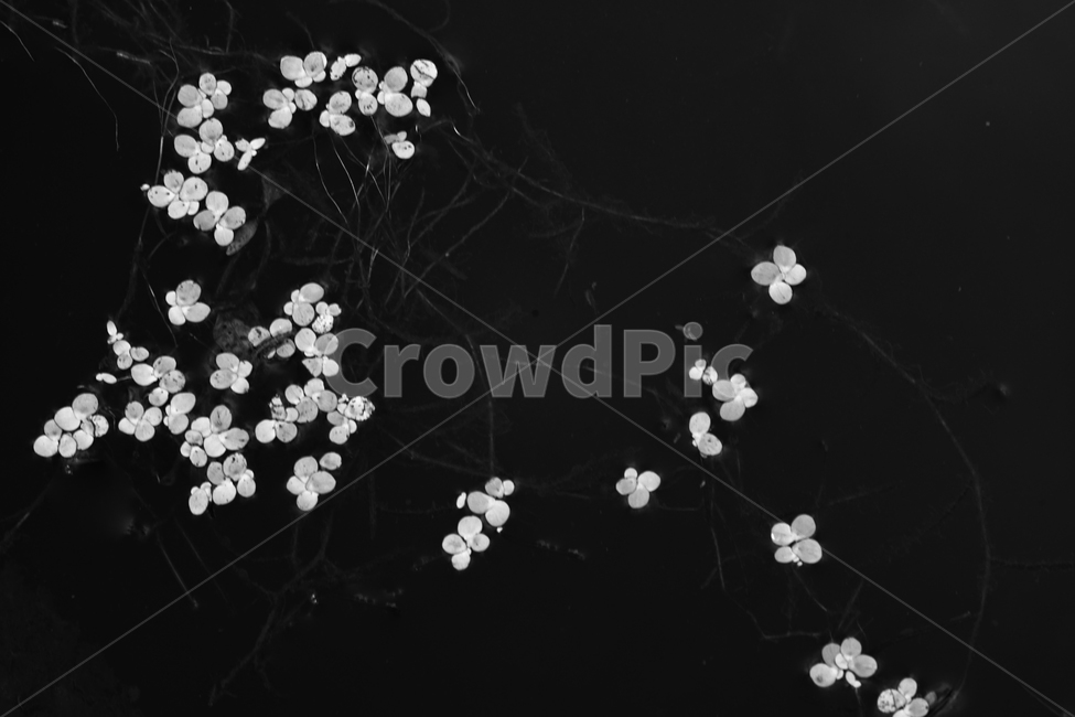 식물,수생,자연,웅덩이,물,야생,물풀,식물,자연,plants,nature,흑백,모노톤,monochrome,black and white