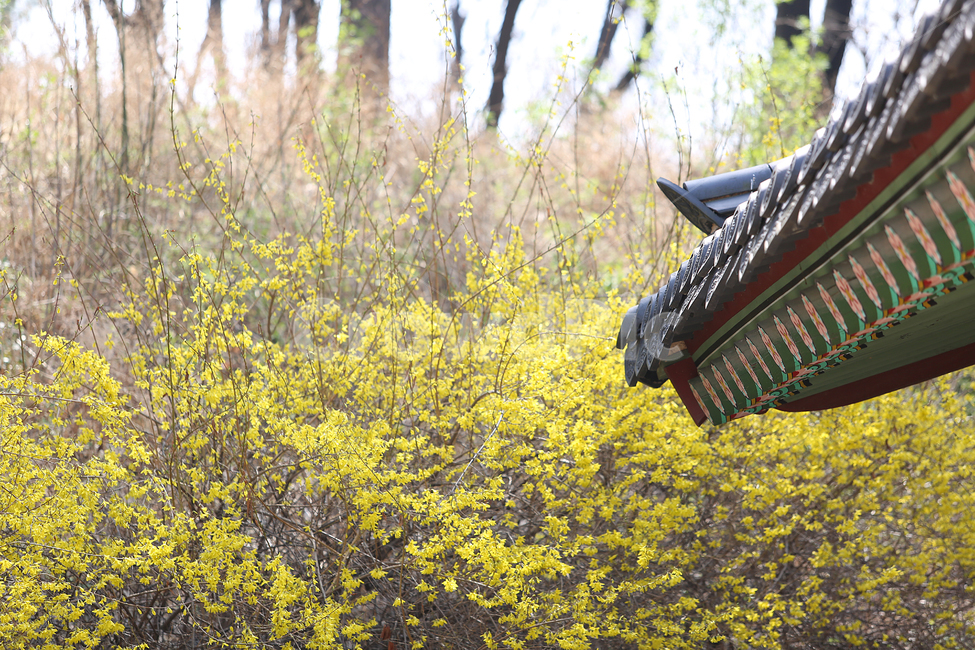 궁,창덕궁,봄,palace,spring,flower,꽃,봄,계절,spring,season,한국전통,한국문화,korean traditional,korean culture,식물,자연,plants,nature,꽃,flower,건축물,건물외관,exterior,building,structure,architecture,construction