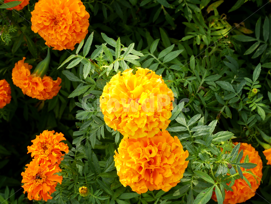 노랑,꽃,계절,식물,자연,season,plants,nature,flower,식물,자연,plants,nature,꽃,flower