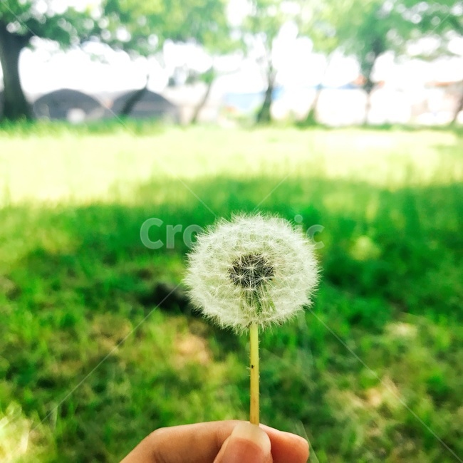 민들레,민들레씨,자연,풍경,평화,꽃