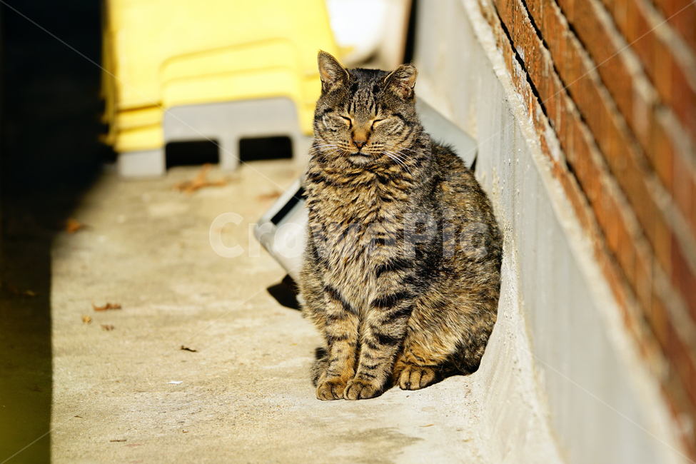 고양이,길고양이,길냥이,야옹이,냐옹이,냥냥이,반려묘,애완묘,반려동물,애완동물,야생동물,펫,캣,동물,animal,포유류,mammal,고양이,cat,kitten,kitty