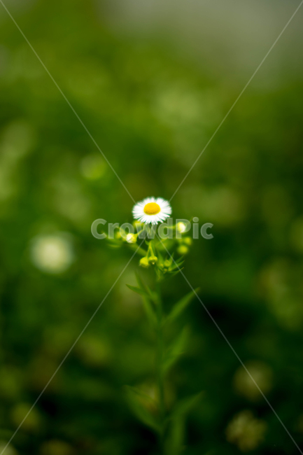 plant,식물,flower,꽃,blossom,개망초,계란꽃