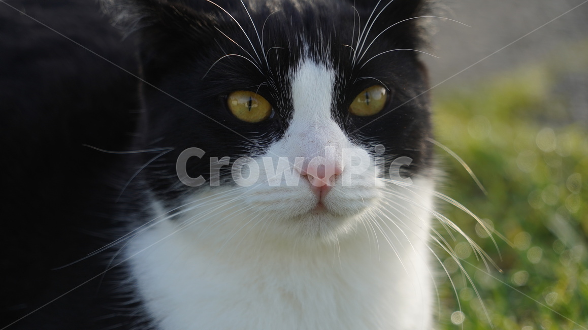 고양이,길고양이,고양이얼굴,cat,애완고양이,검정고양이,동물,animal,포유류,mammal,고양이,cat,kitten,kitty