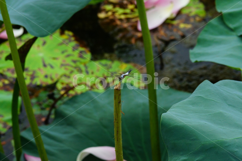 flower,plant,식물,blossom,pondlily,연꽃,연못백합,lily,꽃,잠자리,식물,자연,plants,nature