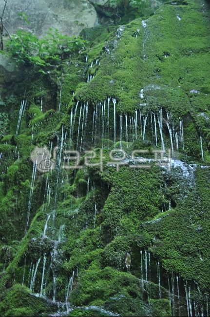 moss, 이끼, water, nature, 자연, 사진,이미지,일러스트,캘리그라피 - mt4444작가