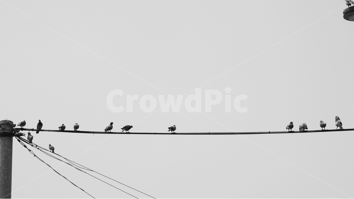 전기줄,비둘기,새,흑백,하늘,흑백사진,전봇대,bird,떼,무리,sky,동물,animal,동물,animal,조류,새,birds,흑백,모노톤,monochrome,black and white
