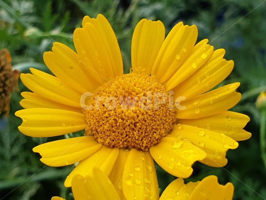 식물,꽃,flower,노랑,노란꽃,식물,자연,plants,nature,꽃,flower