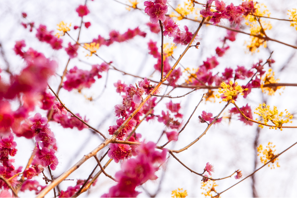봄꽃,봄,홍매화,개나리,풍경,식물,자연,plants,nature,꽃,flower