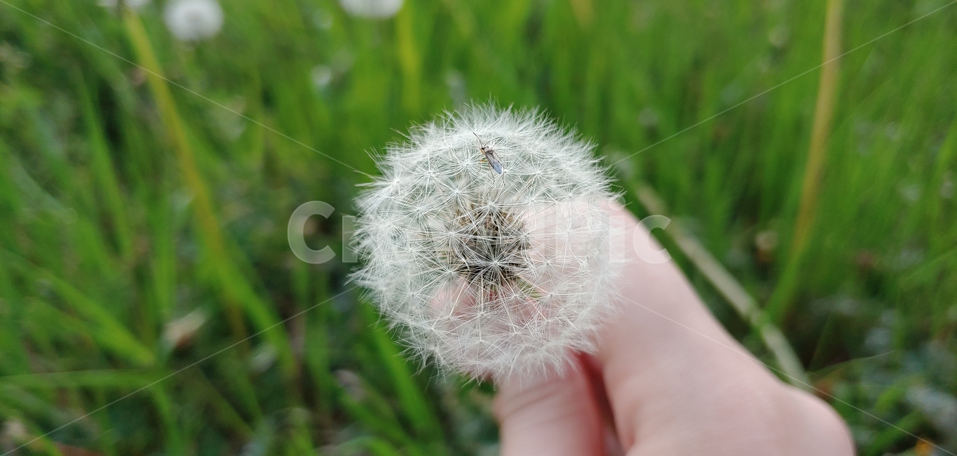 민들레,씨앗,홀씨,풀,plant,식물,시골