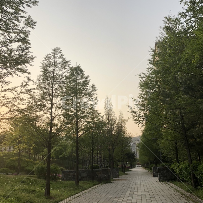 동네,여유,나무길,공원,산책,해질녘,자연,풍경,nature,landscape,path,통로,walkway,보도,sidewalk,pavement,포장,tree,나무,plant,식물