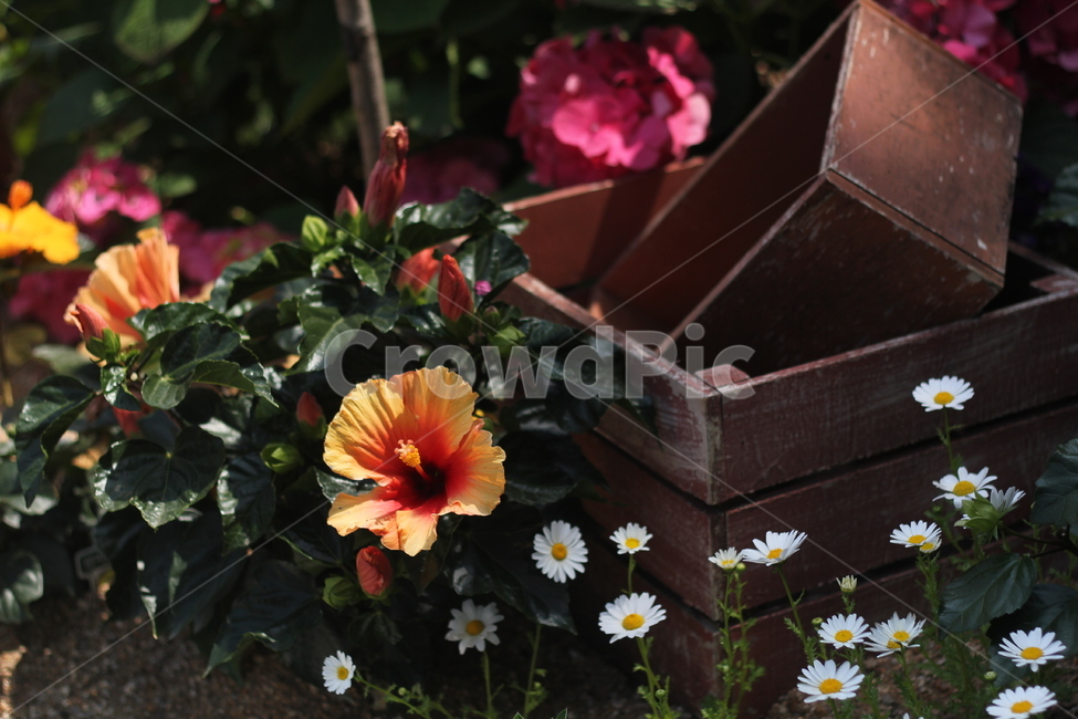 덴마크무궁화,꽃밭,원예,꽃,나무상자,식물,flower,plants,자연,nature,야생화