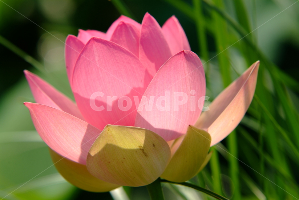 연꽃,연,꽃잎,lotus,수련,꽃,식물,자연,plants,nature,꽃,flower