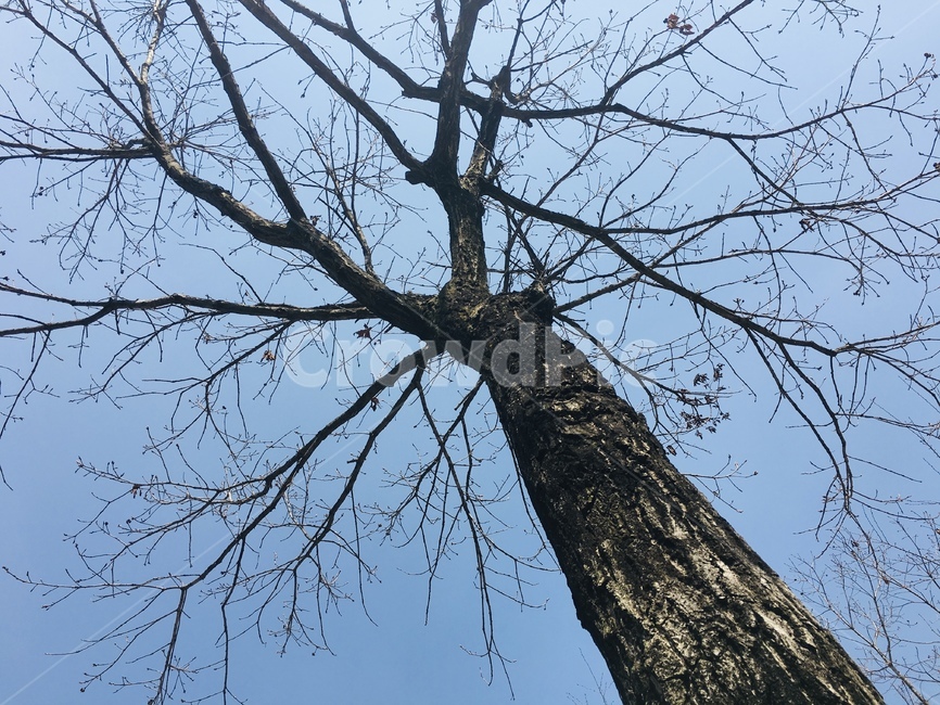 tree,나무,plant,식물,자연,nature,식물,자연,plants,nature,나무,trees,wood
