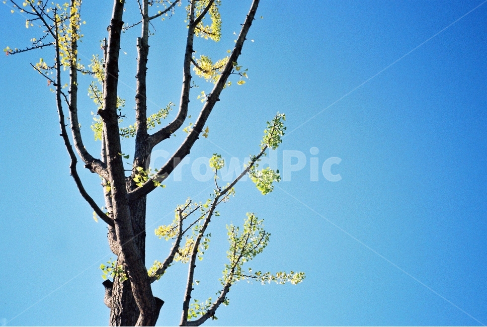 하늘,새싹,나무,잎,파랑,파란색,sky,leaf,sprout,tree,blue,skyblue,감성,filmphotography,식물,자연,plants,nature,나무,trees,wood,감성,sensible,feeling