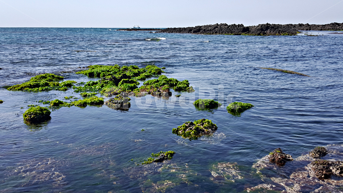 파래,plant,식물,algae,조류,바다