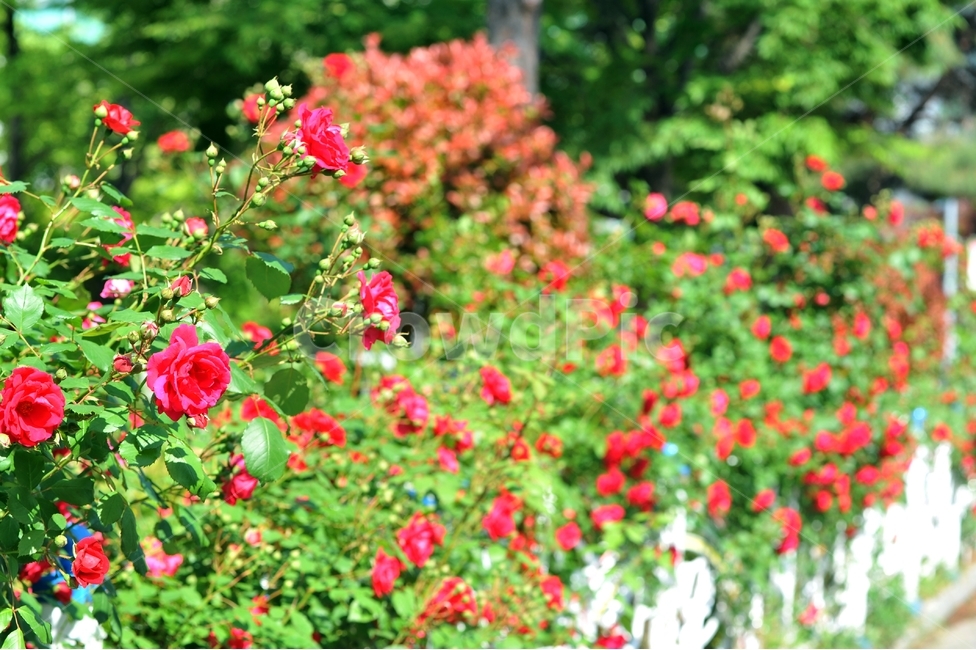 장미,식물,꽃,빨깐꽃,여름꽃,오월,rose,식물,자연,plants,nature,꽃,flower,휴식,힐링,rest,relaxation,healing