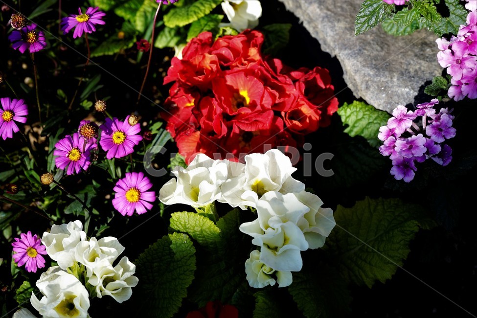 bloom,colorful,floral,flower,gardenflowers,happymind,life,nature,plant,spring,봄,정원,가드닝,원예,원예식물,화려,식물,꽃,garden,scent,healing