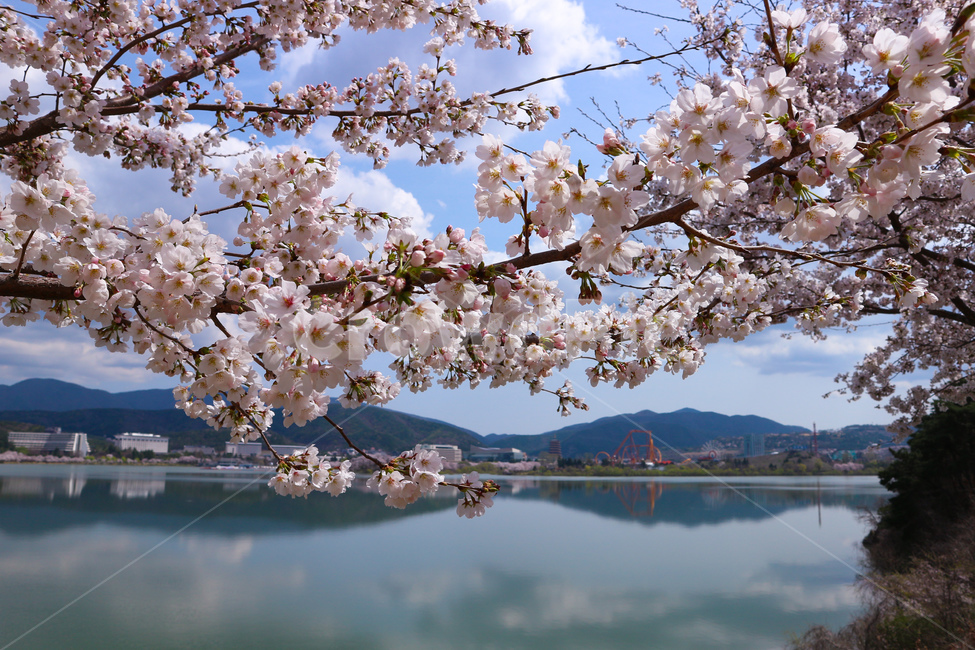 spring,cherry blossoms,blossom,Bomun Complex,Bomun Lake,cherryblossom,lake,Gyeongju,flower
