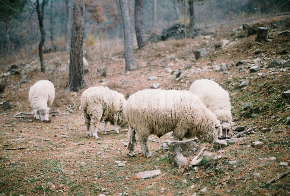 양,목장,숲,자연,동물,필름사진,동물,animal,포유류,mammal
