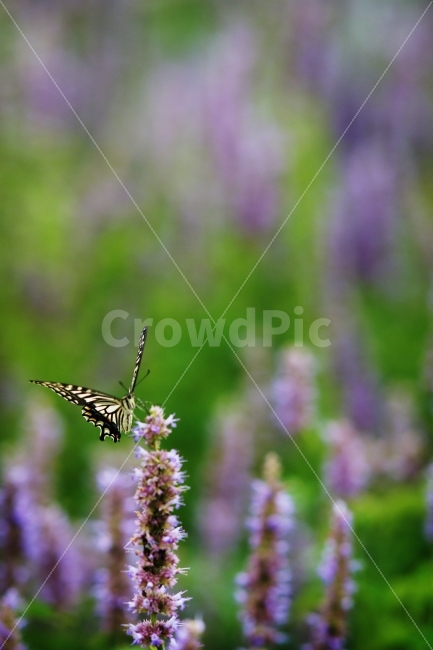 봄,녹색,꽃,접사,나비,식물,생태계,자연,풍경,환경,식물,자연,plants,nature,동물,animal,곤충,벌레,insect,bug,꽃,flower