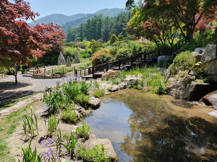 식물원,연못,나무,여름,하늘,물,초록