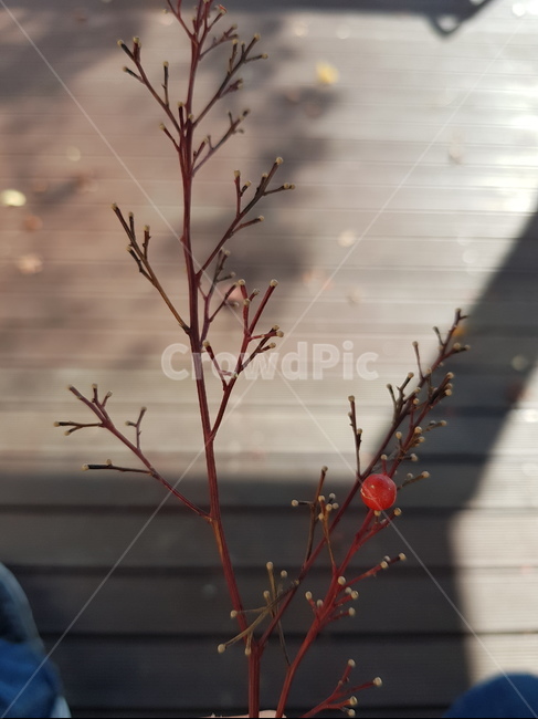 나뭇가지,가지,식물,열매,plant,branch,식물,자연,plants,nature