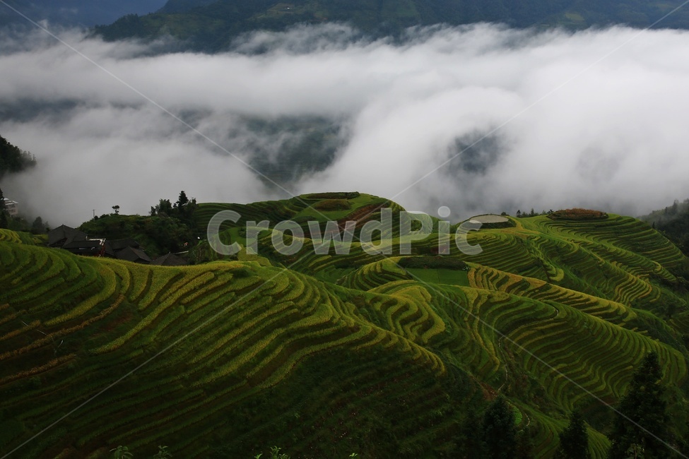 nature,자연,outdoors,옥외,countryside,field,들,hill,언덕,중국,계림,용척,용척다랭이논,다랭이논,다락논,농업,농경지,경작,농사,중국비경,경치,경관,풍경,운해,용척제전아침