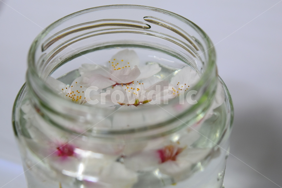 벚꽃,cherryblossoms,유리병,꽃잎,glassjar,꽃,물,jar,glass,flower,petal,petals,petalsonthewater,flowersonthewater,water,flowers,flowersinaglassjar,물위의꽃,물위의꽃잎,유리병안의꽃