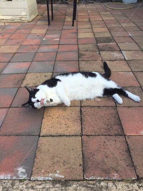 고양이,길고양이,고양이재롱,얼룩고양이,동물,동물,animal,포유류,mammal,고양이,cat,kitten,kitty