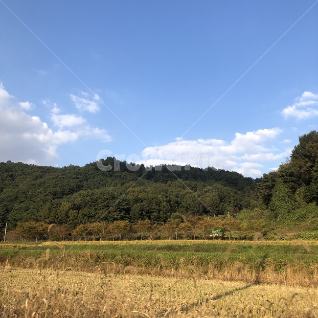 nature,자연,outdoors,옥외,들,grassland,목초지,논,밭,농촌,가을풍경,풍경,맑은날씨,들판,가을논밭,시골
