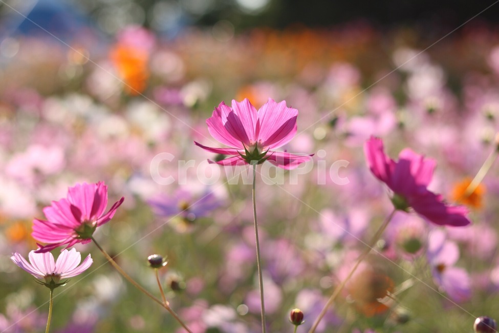 가을,코스모스,꽃,가을감성,flower,cosmos,가을분위기,가을꽃,고양꽃축제,꽃축제,노을,가을,계절,fall,autumn,season,식물,자연,plants,nature,꽃,flower,plant,blossom,petal,꽃잎