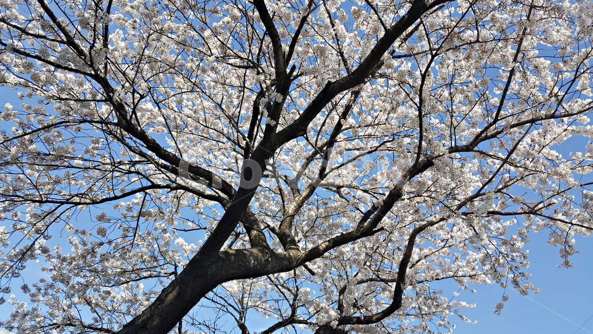 꽃,blossom,cherryblossom,식물,plant,벚꽃,벚나무,식물,자연,plants,nature,꽃,flower